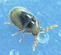 Byrrhodes intermedius