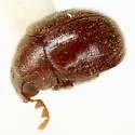 Byrrhodes levisternus - photo 2