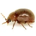 Byrrhodes tristriatus