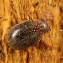 Byrrhodes tristriatus - photo 3