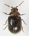 Byrrhodes tristriatus - photo 4