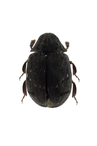 Byrrhus americanus