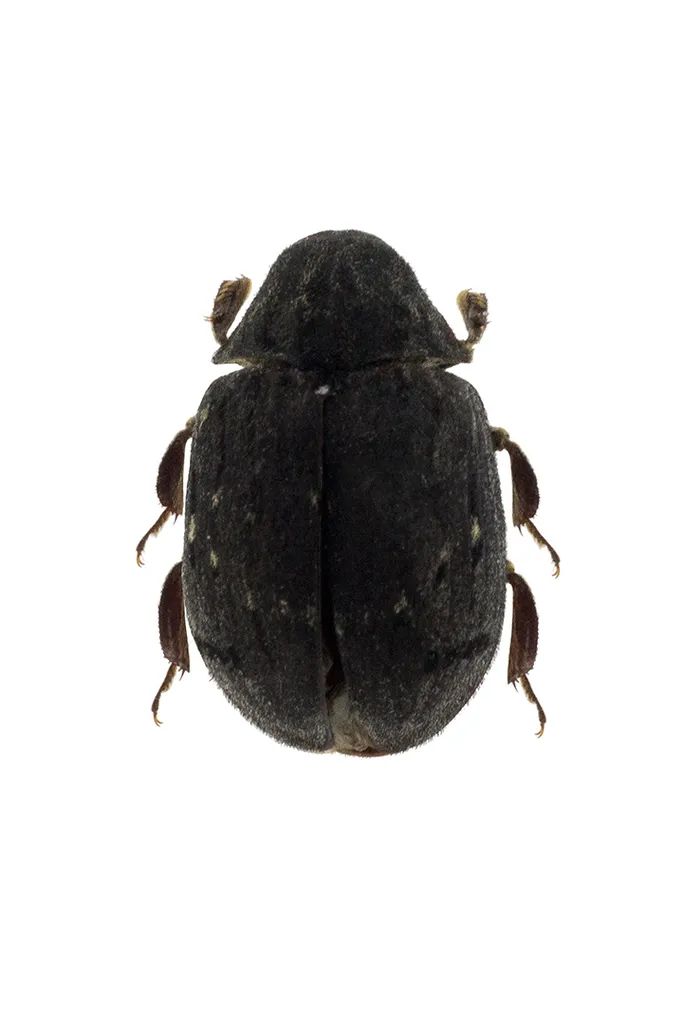 Byrrhus americanus - photo 2
