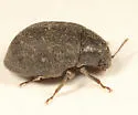 Byrrhus concolor - photo 2