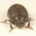 Byrrhus concolor - photo 3