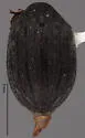 Byrrhus concolor - photo 4