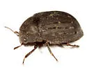 Byrrhus cyclophorus