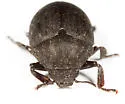 Byrrhus cyclophorus - photo 2