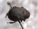 Byrrhus cyclophorus - photo 3