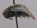 Byrrhus cyclophorus - photo 4