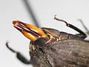 Byrrhus cyclophorus - photo 5