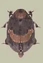 Byrrhus geminatus