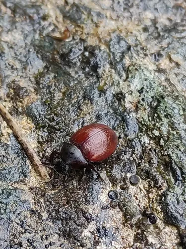 Byrrhus gigas