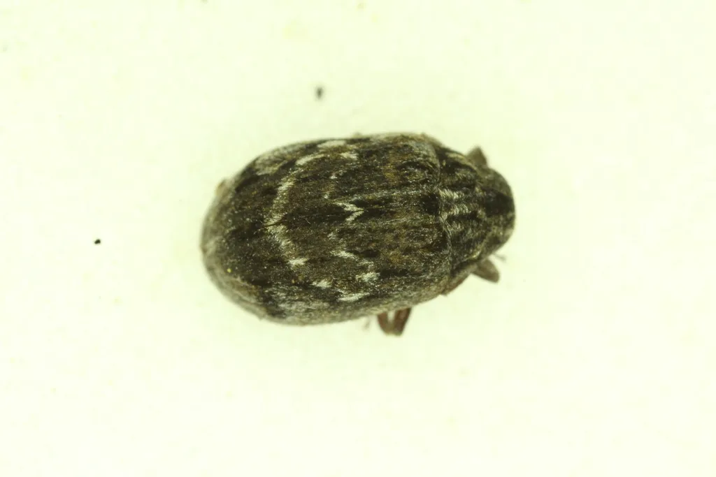 Byrrhus kirbyi