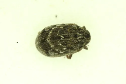 Byrrhus kirbyi - photo 2