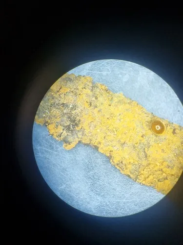 Bystus rhizobioides