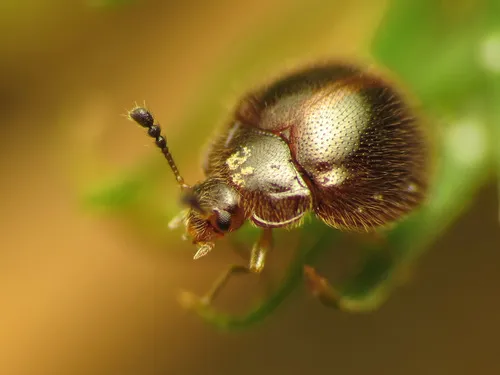 Bystus ulkei - photo 2