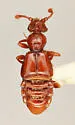 Bythinoplectoides gigas - Bythinoplectoides gigas