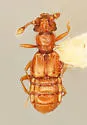 Bythinoplectus gloydi