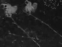 Spiny Water Flea