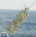 Spiny Water Flea - photo 2