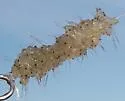 Spiny Water Flea - photo 3