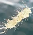 Spiny Water Flea - photo 4