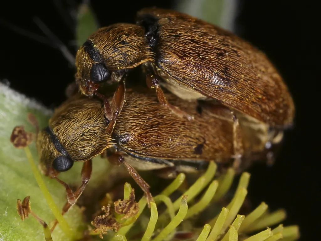 Fruitworm Beetles - Byturidae
