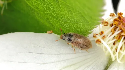 Byturus affinis