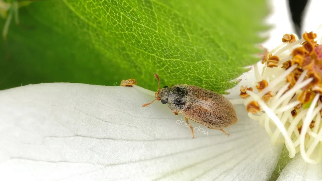 Byturus affinis - photo 2