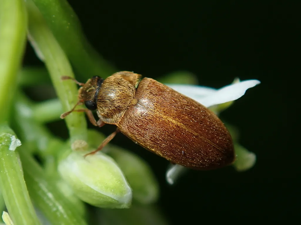 Byturus ochraceus