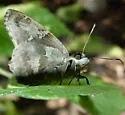 Potrillo Skipper - Hodges#3916 - Cabares potrillo