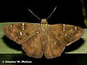 Potrillo Skipper - Hodges#3916 - photo 2