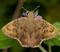 Potrillo Skipper - Hodges#3916 - photo 3