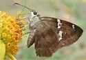 Potrillo Skipper - Hodges#3916 - photo 4