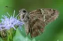 Potrillo Skipper - Hodges#3916 - photo 5