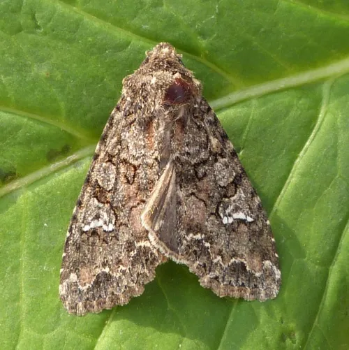 Cabbage Moth - photo 2