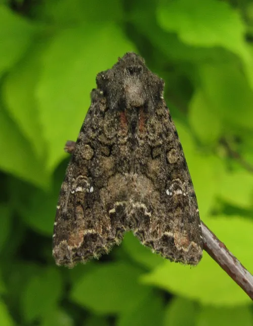 Cabbage Moth - photo 3