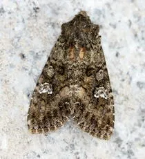 Cabbage Moth - photo 4