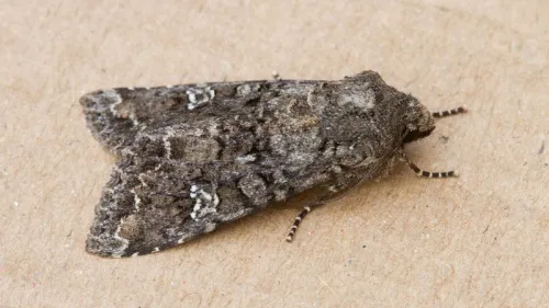 Cabbage Moth - photo 5