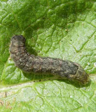 Cabbage Moth - photo 6