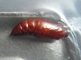 Cabbage Moth - photo 7