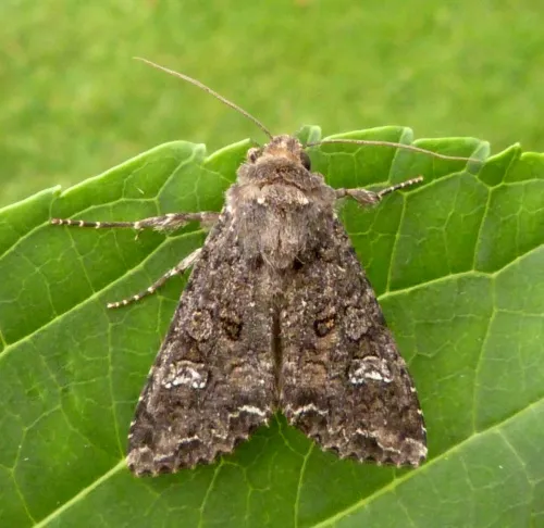 Cabbage Moth - photo 8
