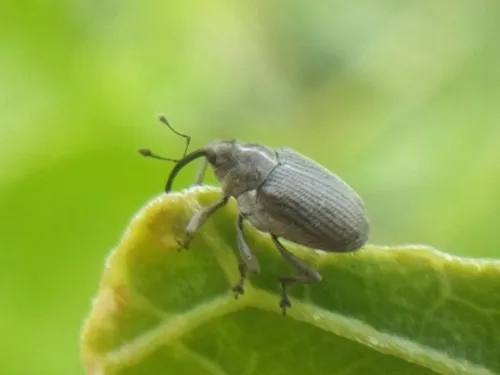 Cabbage Seed Weevil - Ceutorhynchus obstrictus