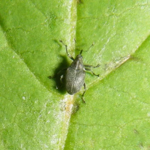 Cabbage Seed Weevil - photo 2