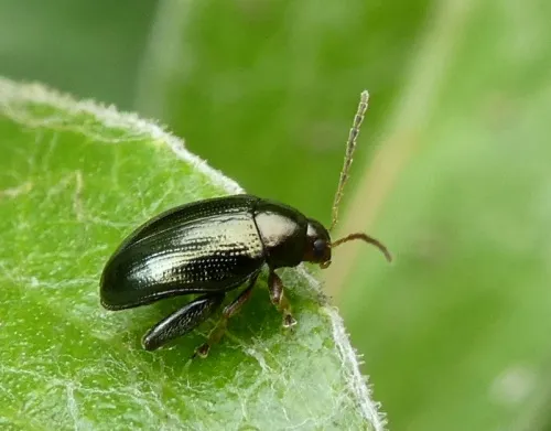 Cabbage-stem Flea Beetle
