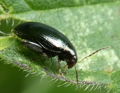 Cabbage-stem Flea Beetle - photo 2