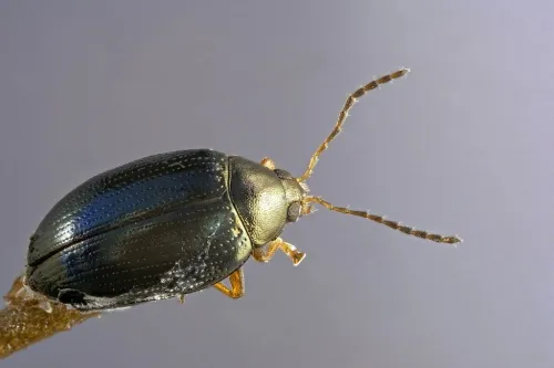 Cabbage-stem Flea Beetle - photo 3