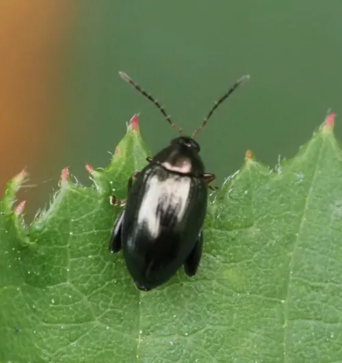 Cabbage-stem Flea Beetle - photo 4
