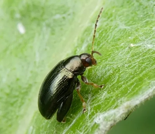 Cabbage-stem Flea Beetle - photo 5